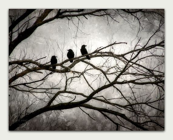 Crow Canvas Gallery Wrap 11" X 14" Black Crows, 3 Crows, Mysterious Crow Art