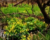Yellow Spring Wild Flowers, Marsh Marigold, Cowslip, Nature Landscape, 11x14, 'Marsh Marigolds no.83'