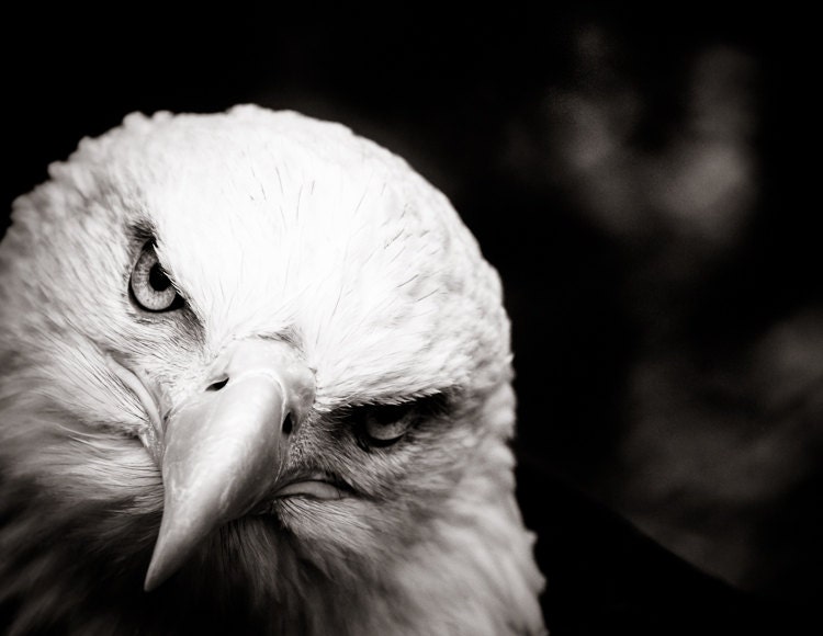Bald Eagle Fine Art - American Animal Wall Art -  Monochrome Fine Art Animal Photography