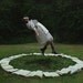 Circle of Words - Young Woman Levitating in a Forest with Circle of Books - Surreal Photography - Art Photo Print - 4x6 Lustre
