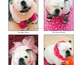 Piper Stone The Dancer  - Humorous and Cute English Bulldog Photo - Fine Art and Pet Photography - Rescue Dog - Professional Photos - 14x11