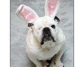Identity Crisis - Piper the English Bulldog as a bunny - Bunny Bulldog - Piper The Painting Bulldog - Special Needs Dog - Dog Photo - 8x10
