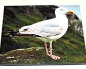 Digital 8"x10" Canvas Portrait of Sea Gull in Ireland