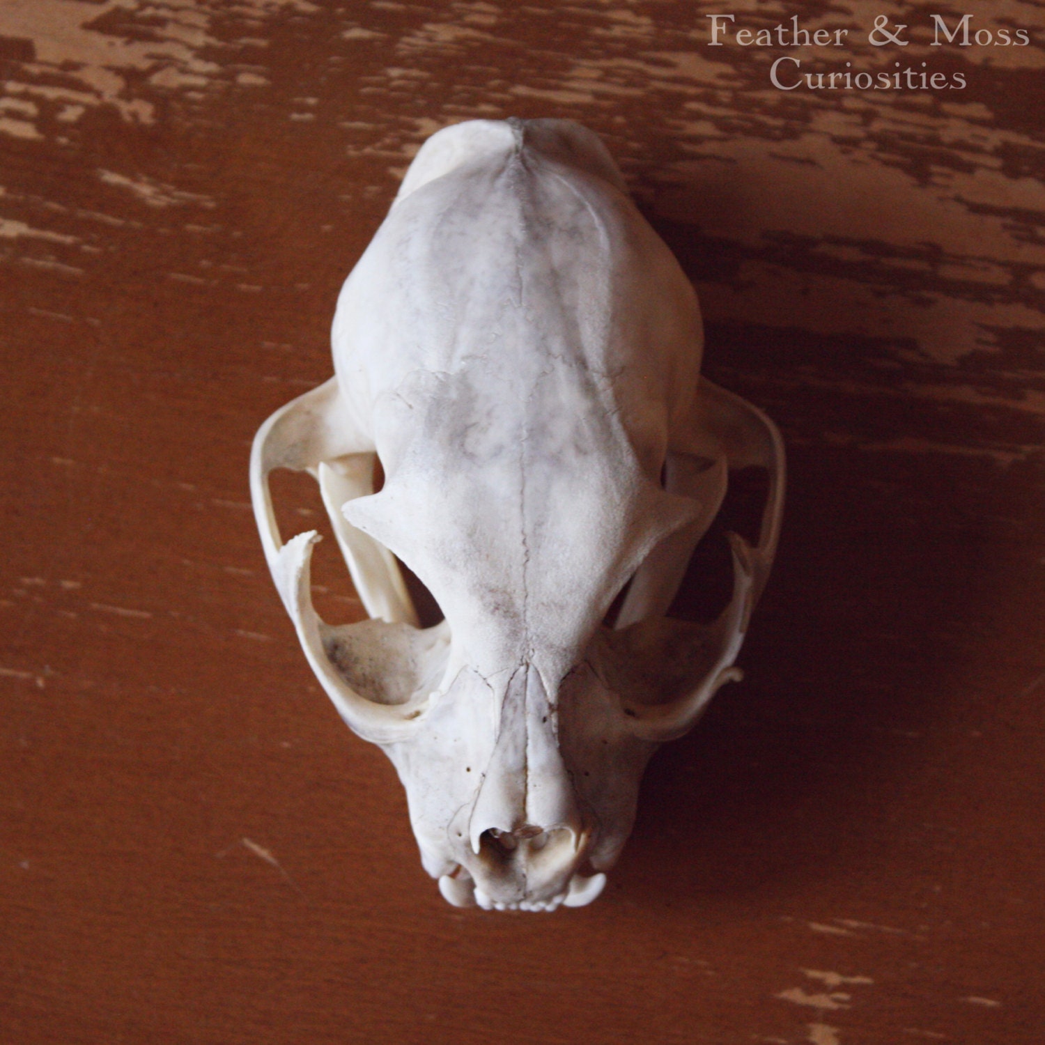 Bobcat Skull. Natural history curiosity.