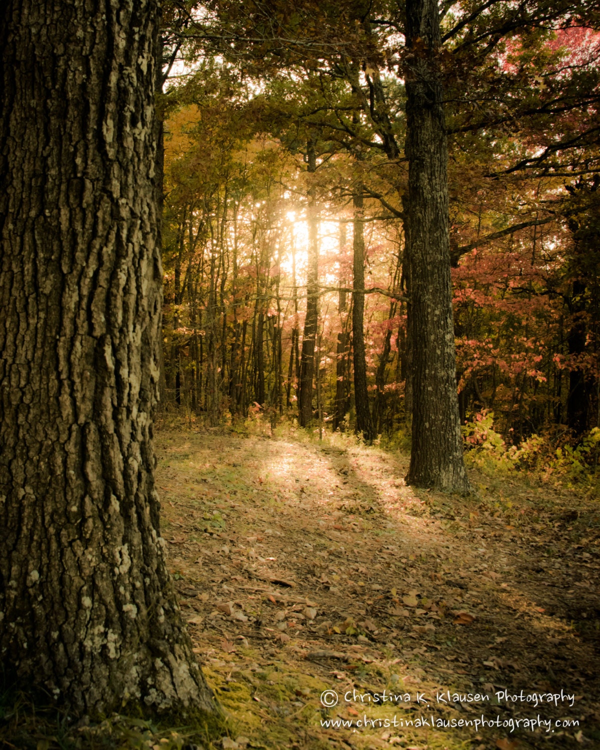 Autumn Tree Photo.  Sunset Photo. Tree Landscape Photography. Autumn. Fall. Trees. Sunset. Sunlight. Soft. Leaves. Fine Art Photography