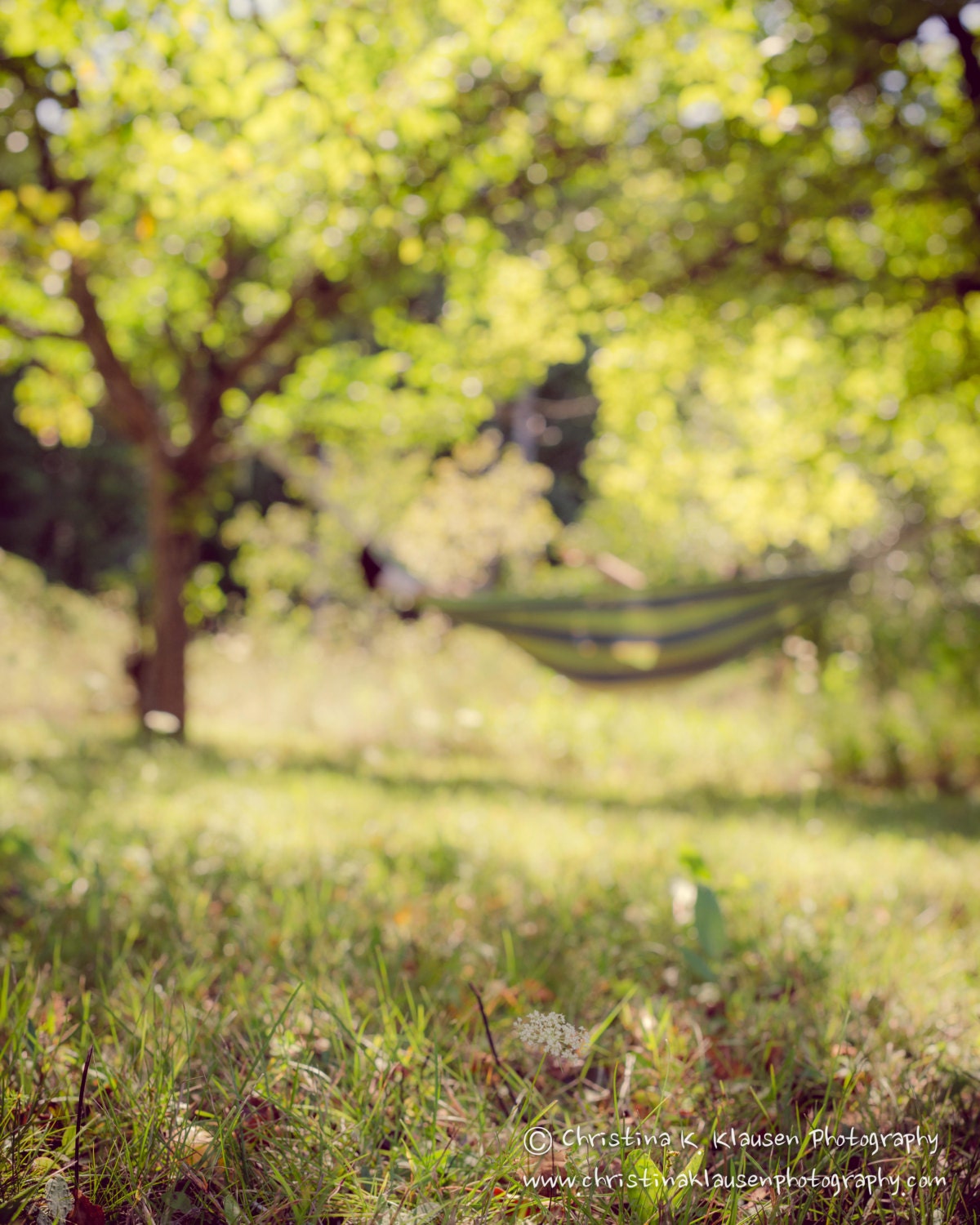 Hammock Photo. Vacation. Relaxing. Door County. Wisconsin Landscape. Grass. Apple Trees. Fine Art Photography 8x10 Print