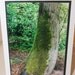photo card, moss on tree, Pacific Northwest, green