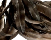 Feathers Long thin black with grey 18
