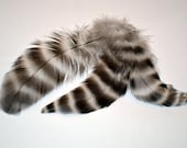 Feathers Barred Black and White 3-4 inches