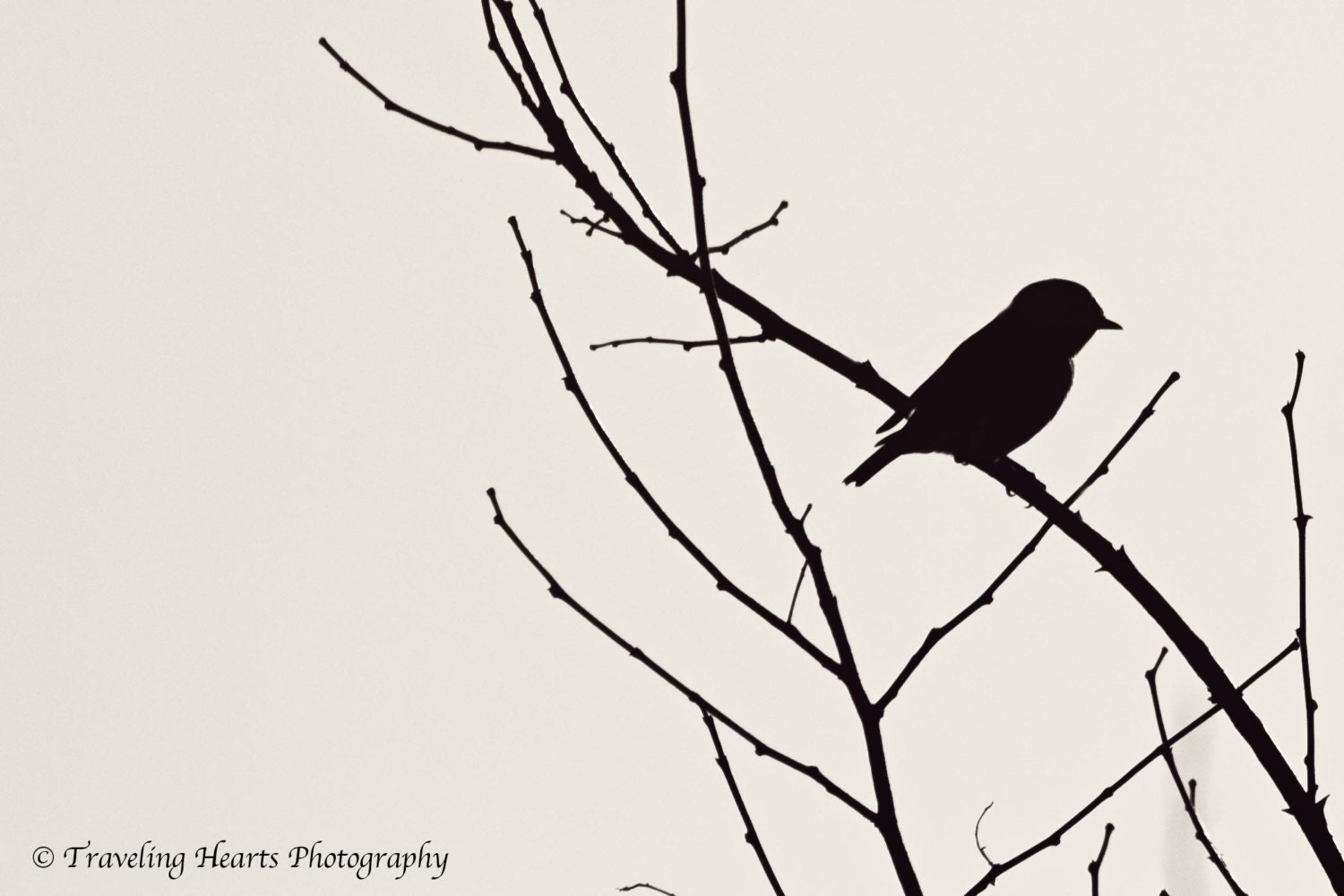 Black and White Bird and Tree Silhouette - 12 x 8 Fine Art Photographic Print