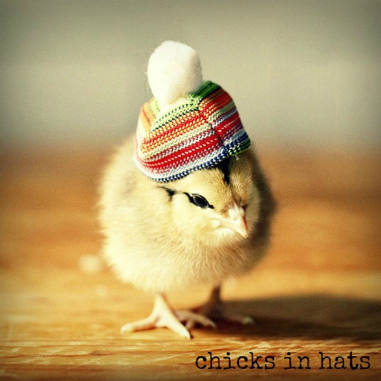 Chicks in Hats Magnet This Will Make Your Refrigerator Happy