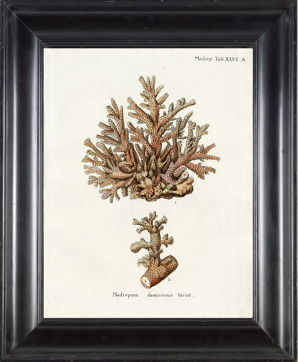 CORAL PRINT Esper 8x10 Art Print 6 Beautiful Antique Sea Ocean Ivory Coral Nature to Frame Home Decoration Nautical Seashore