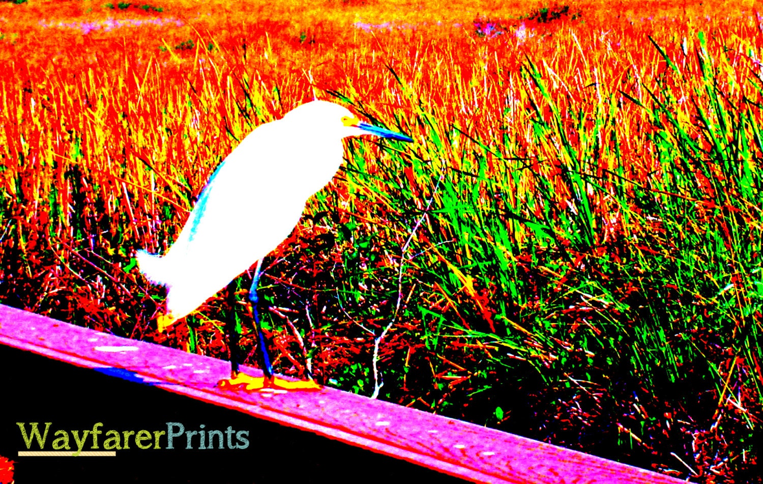 Bird Landscape Photo - photography print Grasslands Scenery Nature native american animals south florida touched edited 5x5 5x7