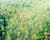Tree Landscape Photography  - Texas sky view from above bright green foliage nature beautiful design 5x5 5x7 8x10 10x10