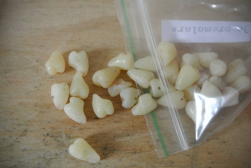 30 Vintage Acrylic PREMolar Teeth featured image