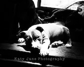 Pit Bull Photo- pit bull puppy-shelter dogs-pet photography- rustic vintage-5x7