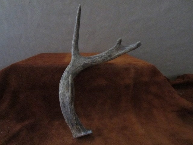 Deer Antlers Taxidermy Antlers Antler Natural Shed Vintage Antlers Folk Art Home Decor Wall