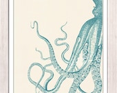 Vintage  turquoise octopus n 23 - sea life print- Marine  sea life illustration A4 print- vintage natural history - seasideprints