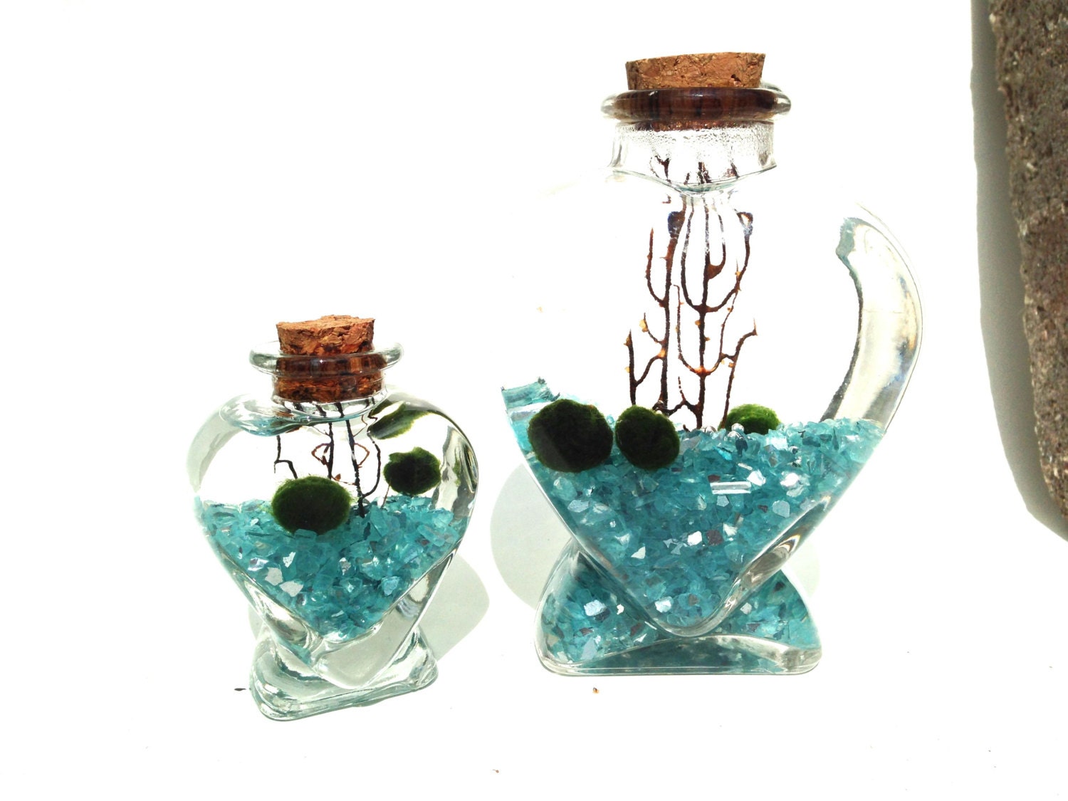 Marimo terrarium live japanese marimo moss ball glass heart matching terrariums