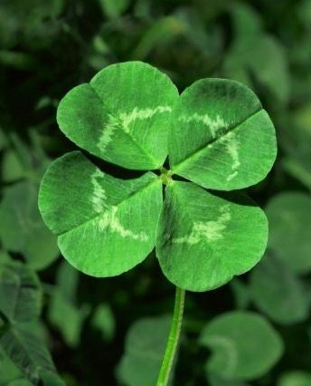 St. Patricks Day Four Leaf Clover, Grow Your Own for Luck, 500 Seeds