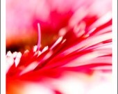 Hot Pink Gerbra Photo Print, Macro Nature Photography, Flower Close up, Monochromatic, 8x10, Still Life, Australian