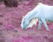 Fantasy art, baby girl nursery, pink pony, horse photography, nursery decor, animal photo, 36x24 large print