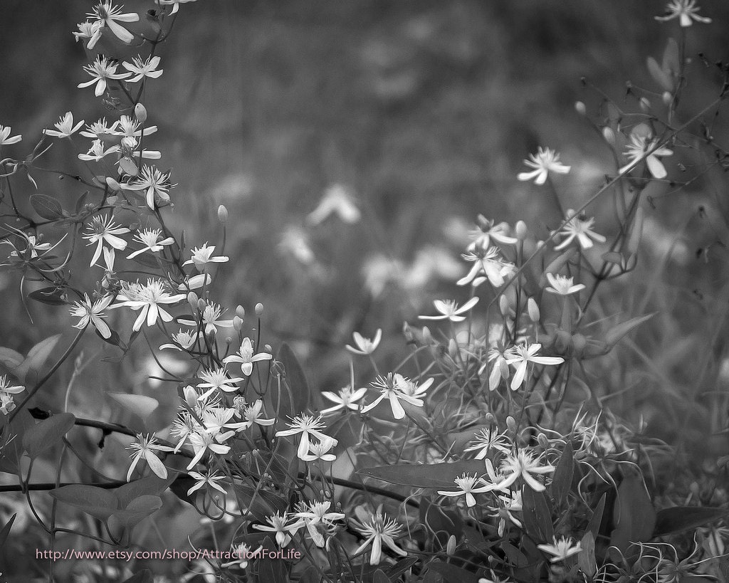 Glow 3, 8 x 10 Black and White Photograph, Nature, Wildflowers, Modern, Classic, Contemporary, Landscape, Fine Art, Home Decor