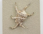 Beach Decor on Driftwood Panel for Coastal Wall Decor Spider Conch