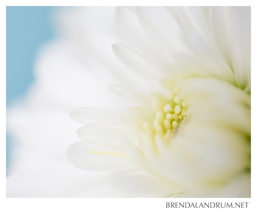 White Floral Bloom -- Floral Photography, Fine Art, 11x14 Print, Home Decor, Nursery Decor, White and Blue