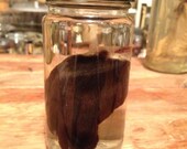 Otter Paw in a Jar - Preserved Wet Specimen Taxidermy