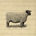 Suffolk Down Sheep Printable Digital Image Illustration Graphic Download Antique Clip Art for Transfers etc HQ 300dpi No.3254