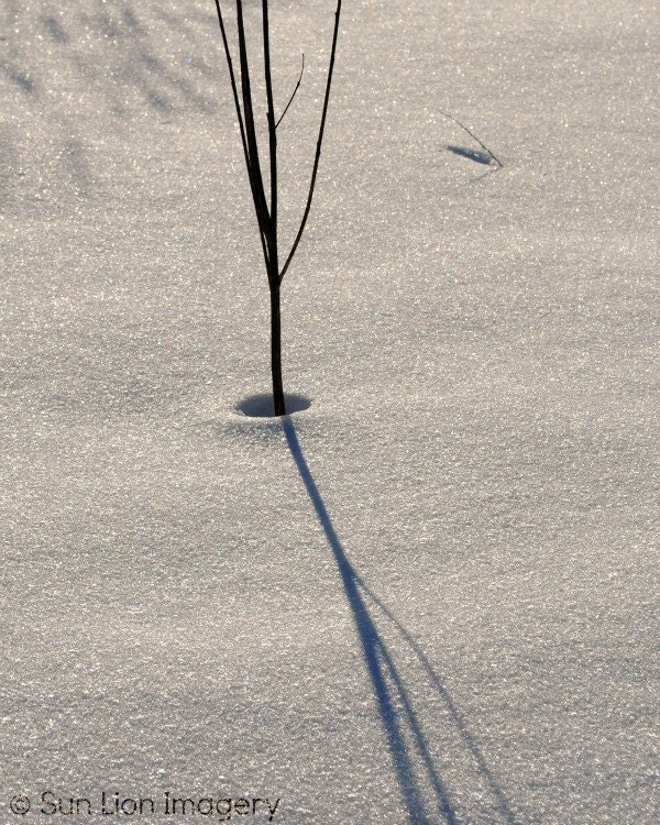 Snow Reflection - Rustic Wall Art - Winter Print - Nature Photography - Home Decor - Snow - Shadows - Tree