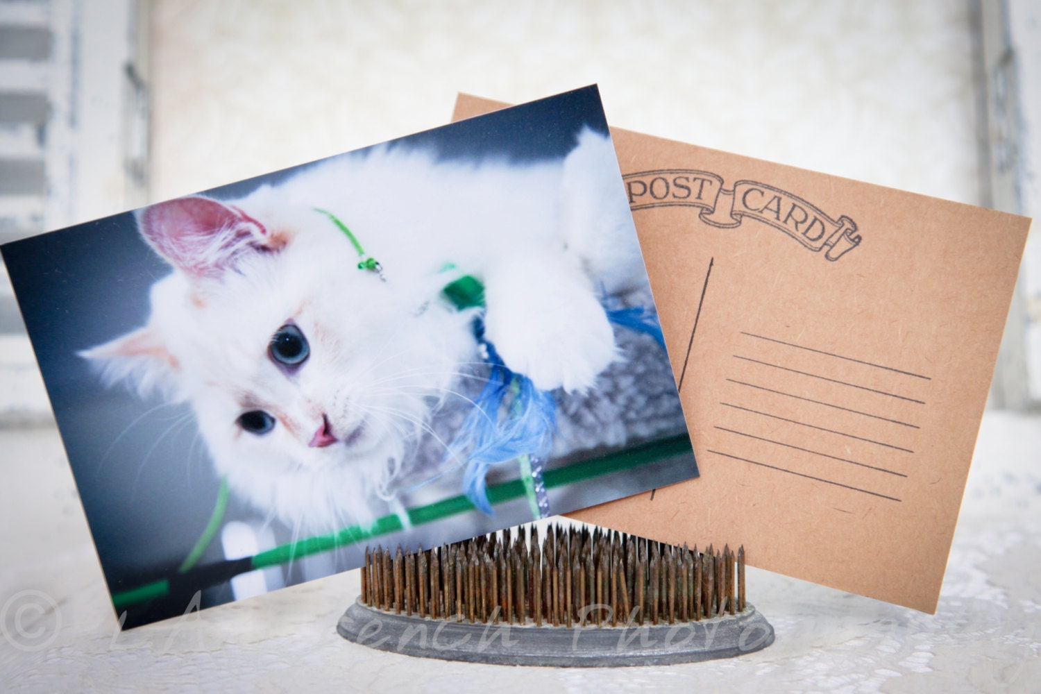 Flame Point Ragdoll White Kitty Kitten Pet Birthday Love Family Friends Handcrafted Photo Art Photography Postcard Post Card