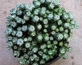 Succulent Plant Sedum "Capo Blanco". A low growing plant of tiny white flowers.