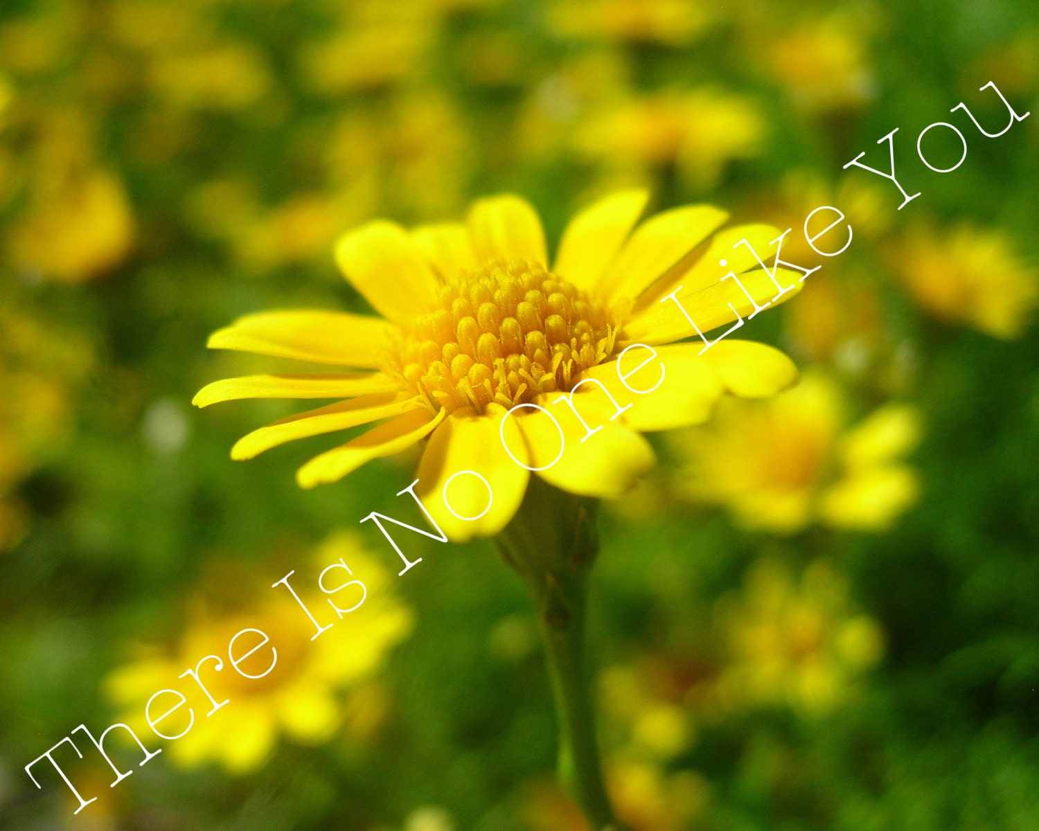 SALE Yellow Flower 8x10 or 8x8 Print
