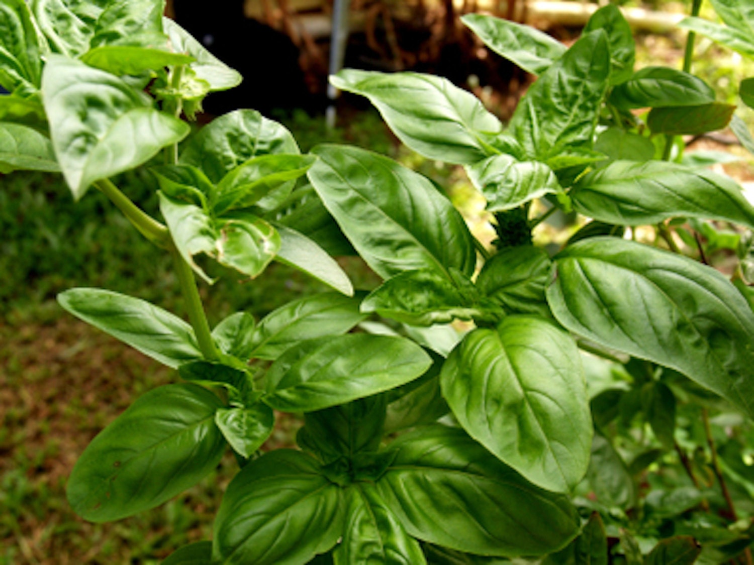 Organic Sweet Basil Seeds, Sweet Italian Basil, Basil Herb, Basil Plant, Herb Garden, Spring Garden, Plants and Edibles