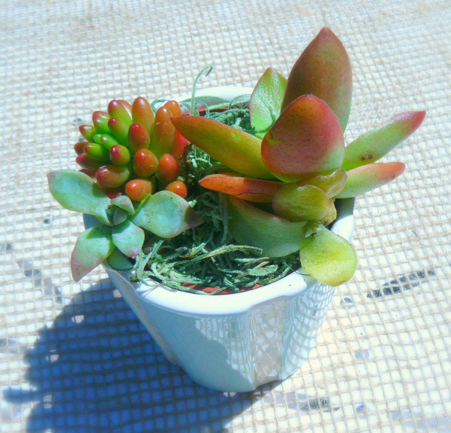 Buy plants gifts delivery. - Petite Succulent Garden in a Cheerful Striped Baby Blue Planter, Garden Gift, Plant Gift, Mixed Succulents, Mini Succulents, Home and Living