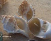 LARGE real shell candles ,,available in vanilla,choc orange,or apple & cinnamon