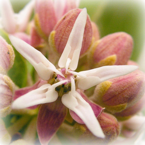 Wildcrafted Albertan Showy Milkweed seed