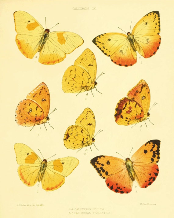 Yellow Orange butterflies Antique Butterfly Print Nature print Natural History 1800s Victorian art old prints vintage prints 8x10 art print