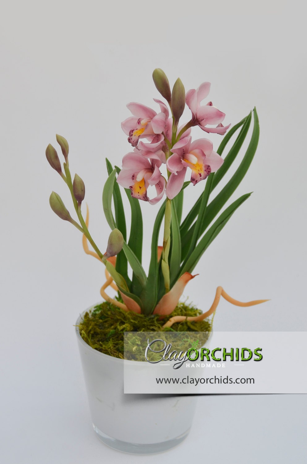 Pink Cymbidium Orchid