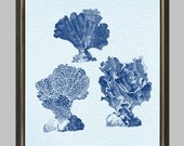 Antique Illustration coral - print on Fine art watercolor paper 8x10 inch.