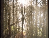 Romantic Woodland: Illuminated woodland, sinking sun through spindly trunks, rustic photography, romantic, forest, tree photography