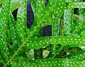 Green Liriope Fern Leaf with White Spores - Tropical Plant Abstract - Macro Photo Print (11x14)