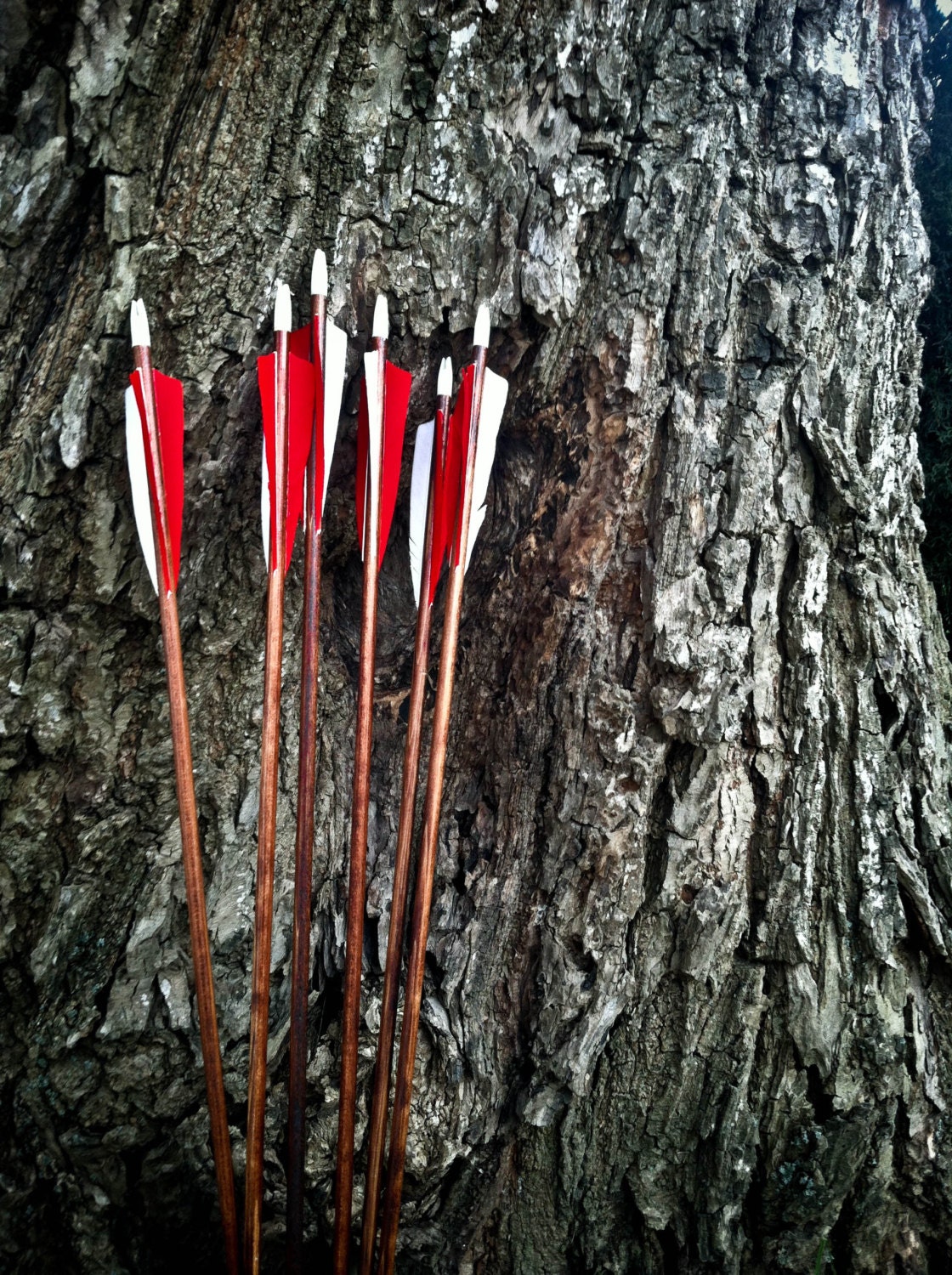 Six (6) Port Orford Cedar ,Hunting Arrows (Half Dozen)