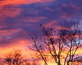 Fine Art Print 8x8 Sunrise Thru Winter Trees Nature Flowers Plants FREE SHIPPING