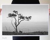 tree photography landscape black and white fine art home decor, 5x7, 8x12, 16x24