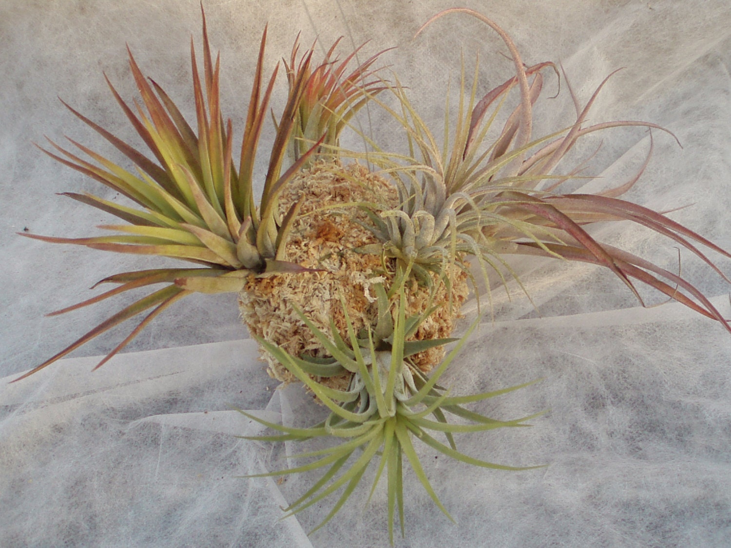 Kokedama Tillandsia String Ball