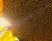 Yellow Sun Flower Macro Photograph Digital Download High Resoltion 8 x10 Image Wall Art DIY Printing