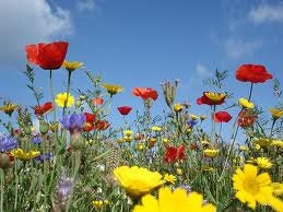 45 Guaranteed 2 Grow Wildflower Seed Bombs - Hummingbird/Butterfly Mix